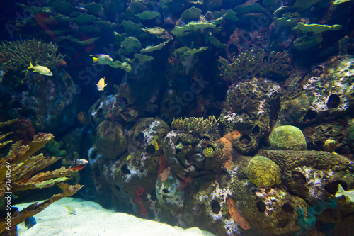 Fototapeta Naklejka Na Ścianę i Meble -  undersea world
