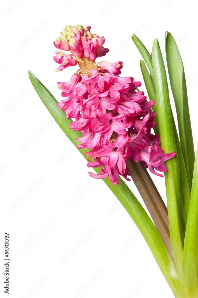 Fototapeta premium hyacinth