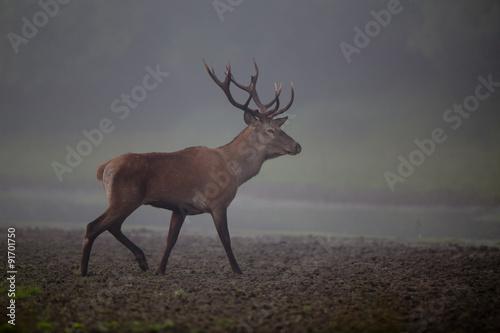 Red deer in fog