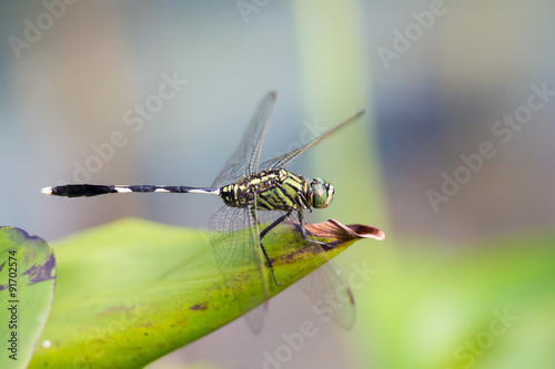 Portrait of dragonfly - Green Skimmer