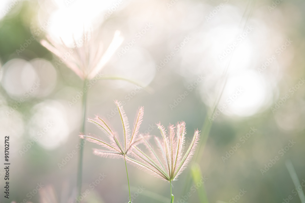 beautiful grass flower with bokeh light for backround