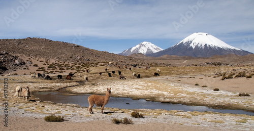 Lamas devant les volcans Pomerape et Parinacota au Chili photo