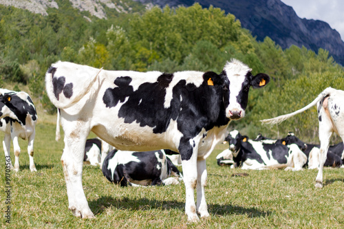 Black cow in the mountain pastures in the high alps