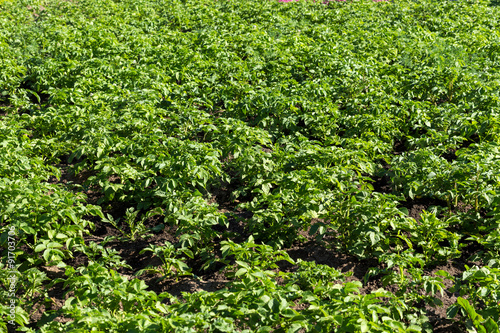 Wallpaper Mural Potato field Torontodigital.ca