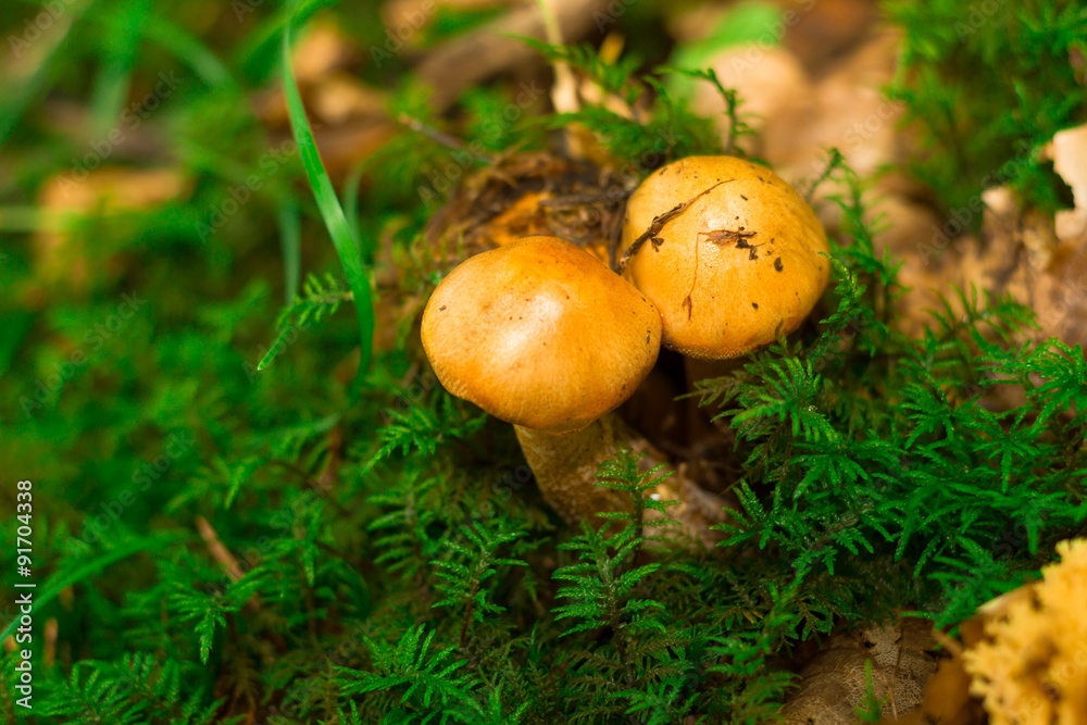 mushroom in the forest mountain in France mushroom in the forest mountain in France