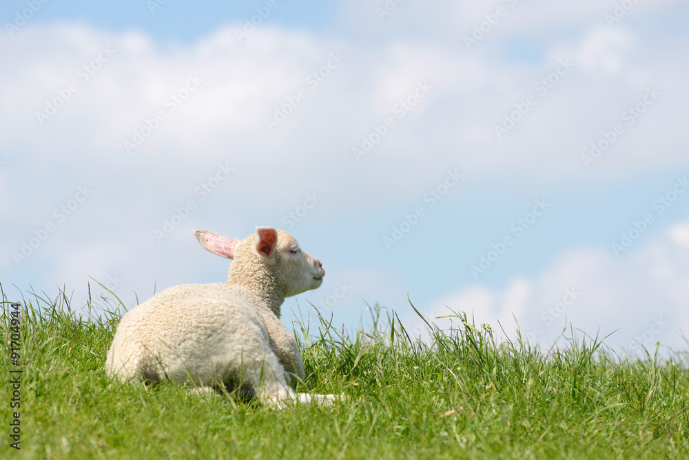 Naklejka premium Lamm liegt auf der Wiese