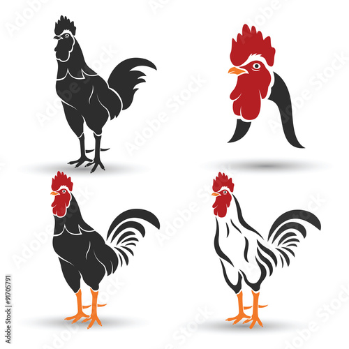 cock