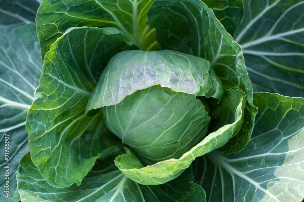 White head cabbage on the field White head cabbage on the field