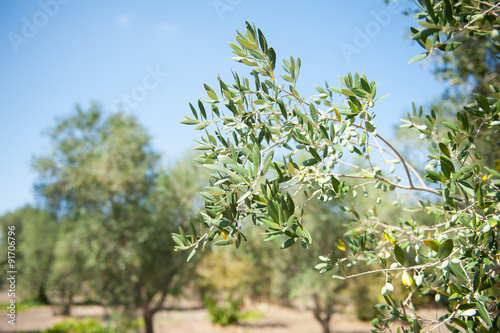 Olive tree branch detail on blue sky