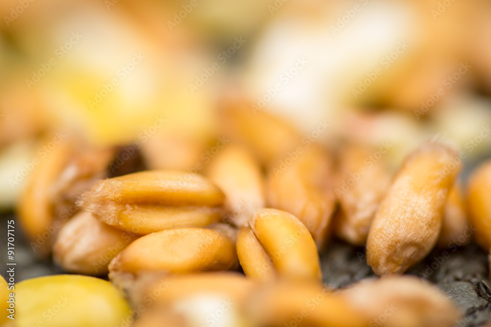 Macro image of Grain Corn Macro image of Grain Corn