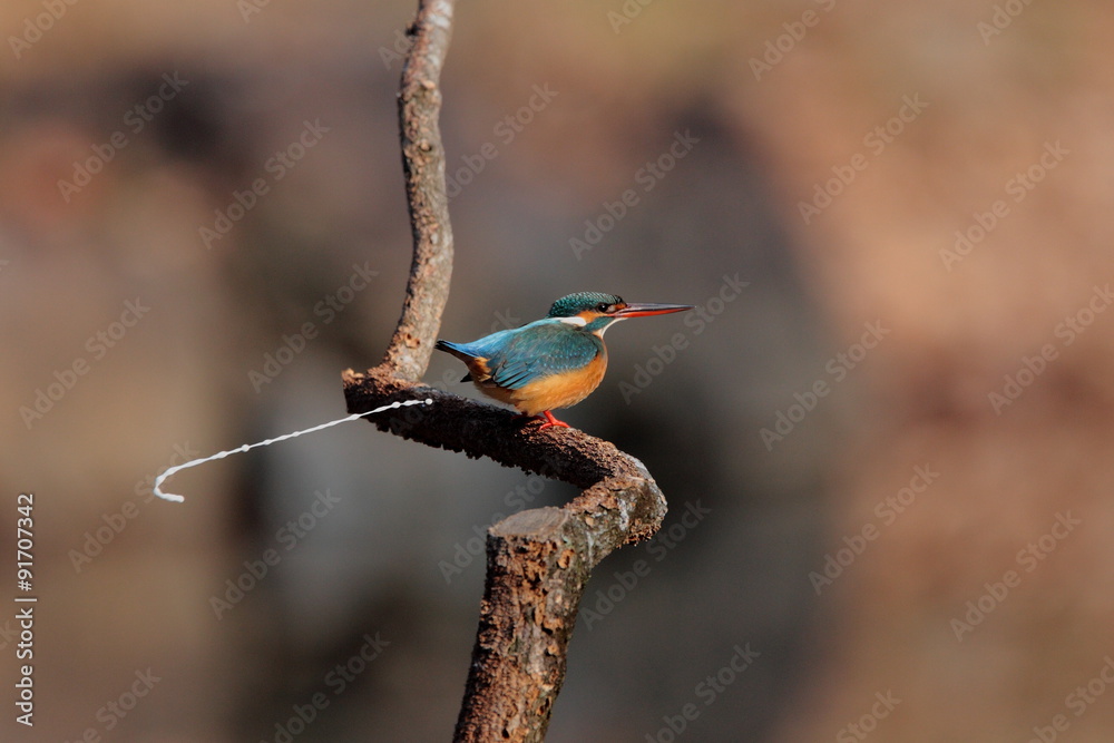 Fototapeta premium 【カワセミ】 Kingfisher カワセミが排出している瞬間です。