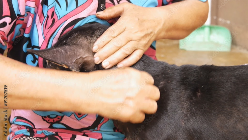 View of Woman remove dog tick from fur and skin,dog health care concept. Stock ...