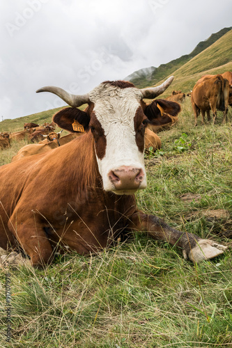 Portrait de vache © Pictures news