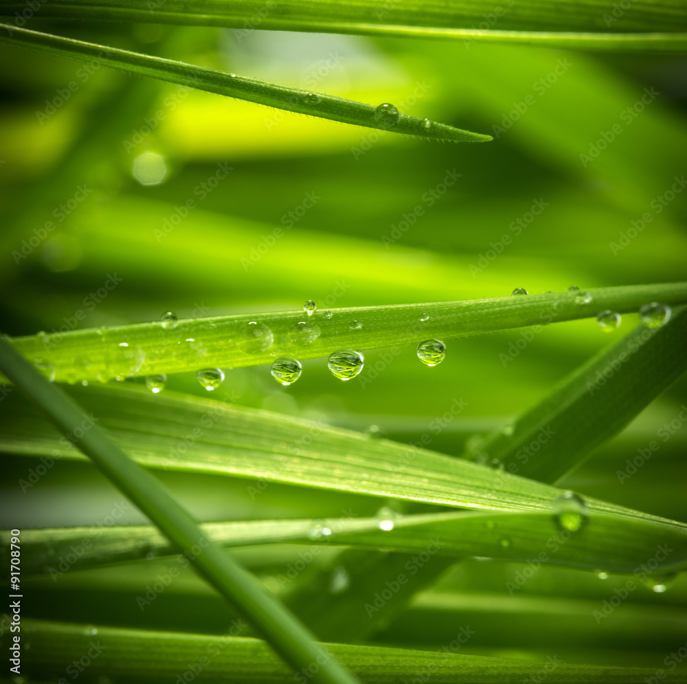 Naklejka premium green grass with water drops