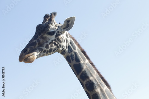 Fototapeta Naklejka Na Ścianę i Meble -  Girafe 