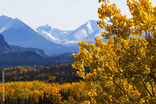 Fall foliage in Denali National Park with mountain in background, Alaska
