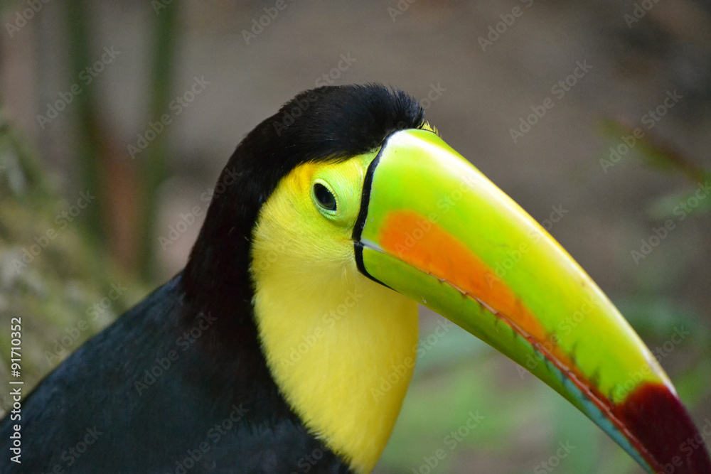 Naklejka premium TOUCAN BIRD HONDURAS