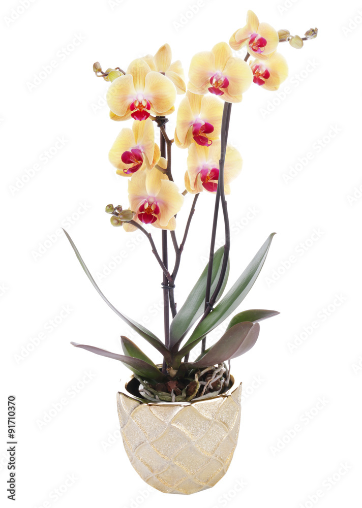 Obraz premium Orchid on a white background 