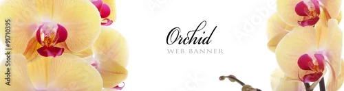 Panel kuchenny z motywem Orchid web banner