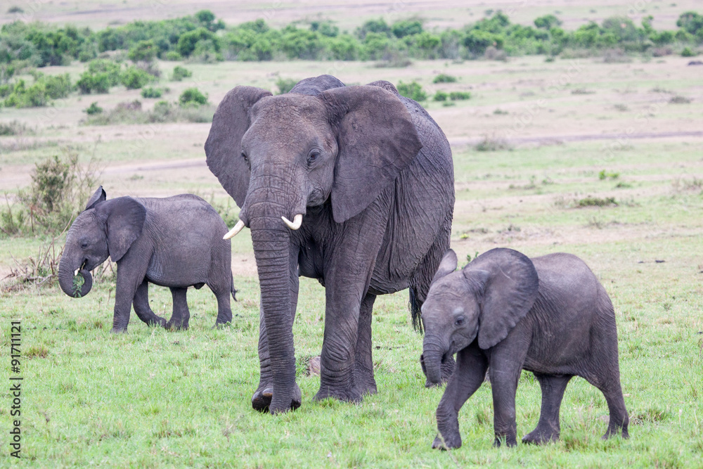 Baby African bush elephant walking with mother, Masai Mara, Kenya, 