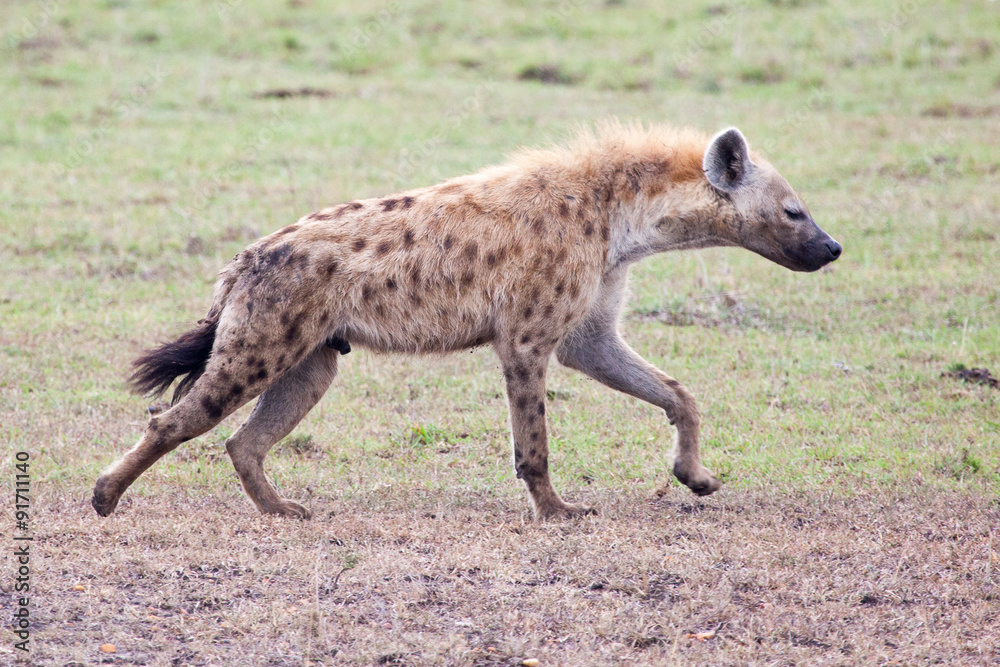 Spotted Hyena in Serengeti National park, Tanzania, East Africa