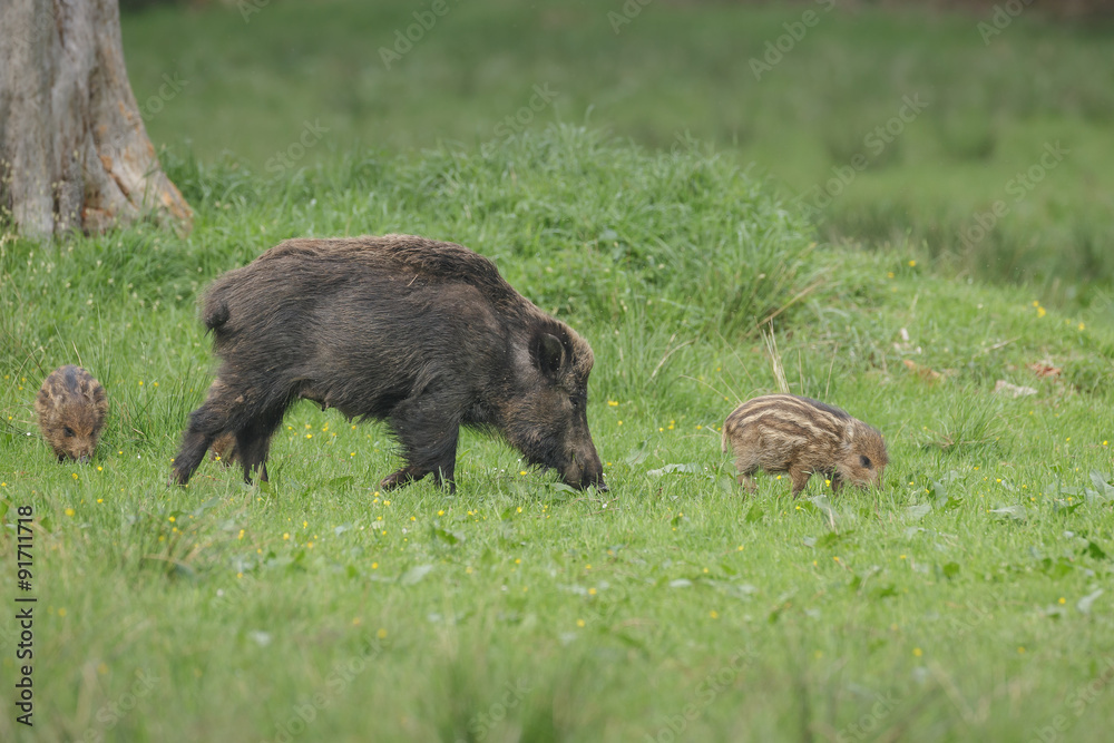 Wild boar sow with young foraging in meadow Wild boar sow with young foraging in meadow
