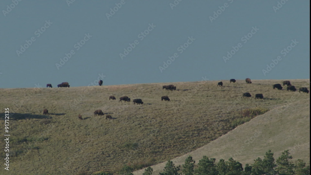 Telephoto pan of buffalo grazing Telephoto pan of buffalo grazing