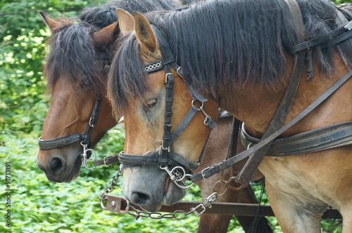 Kutschenpferde photo