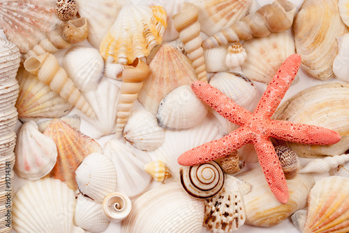 Seashells.