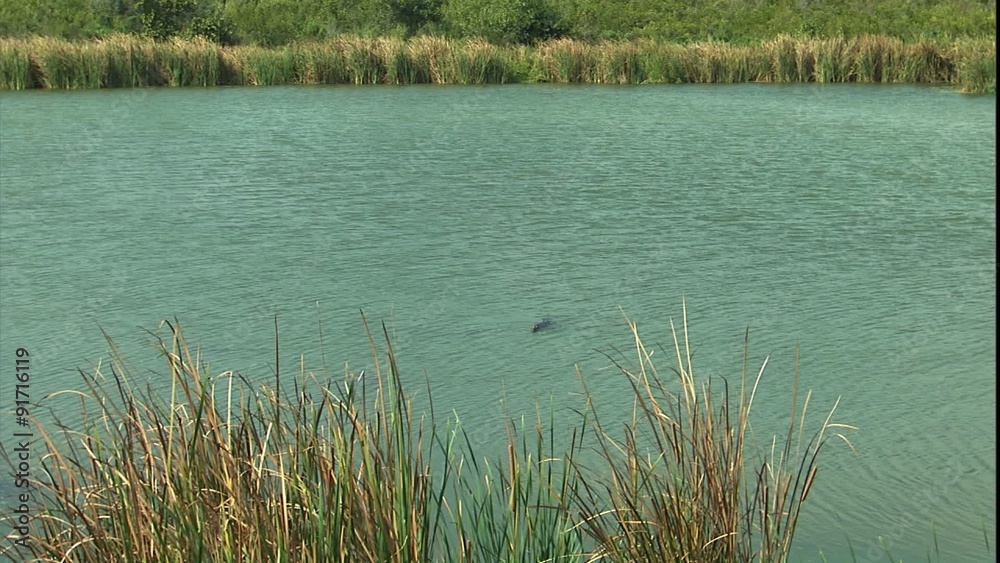 ZM into crocodile swimming toward camera ZM into crocodile swimming toward camera