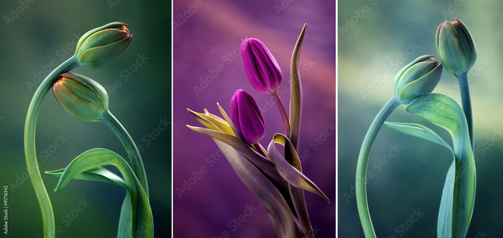Fototapeta premium Tulipany kolor mix