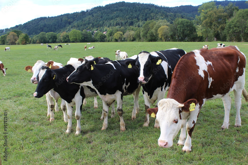 Kühe auf einer Weide