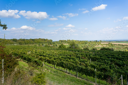 Vineyards under Palava. Czech Republic