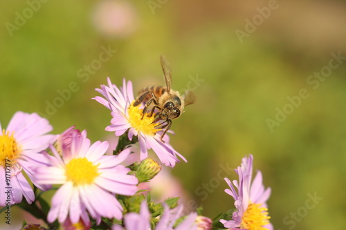 a bee on the Flower Chrysanthemum