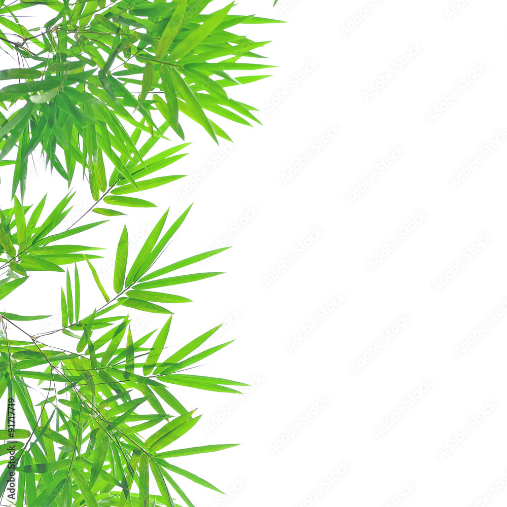 Bamboo leaves isolated on white background Bamboo leaves isolated on white background