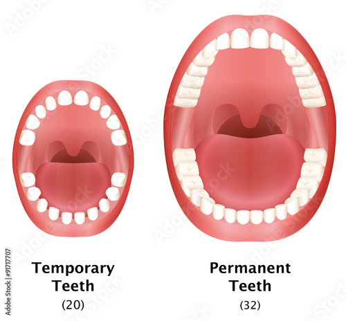 Comparison of temporary teeth of a child and permanent teeth of an adult natural dentition. Isolated vector illustration on white background. #91717707