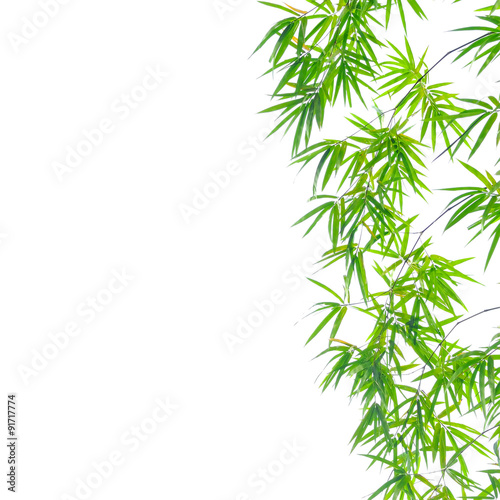 Bamboo leaves isolated on white background
