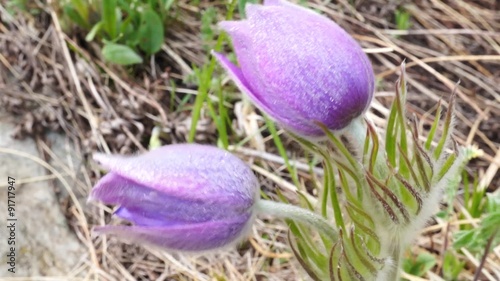 Flowers and grass trembling in cold morning dew photo