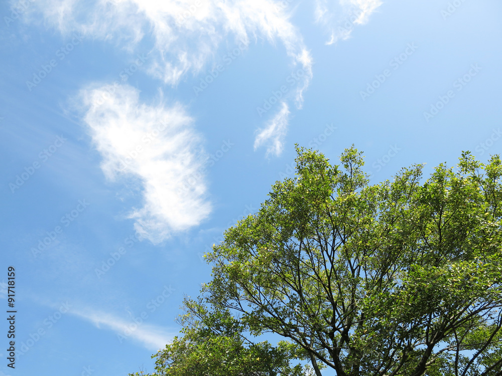 Obraz premium 新緑の葉と光