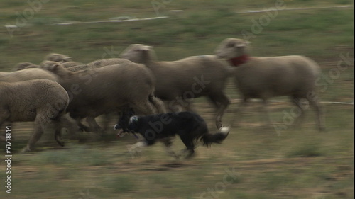 Dog3 CU working large herd photo