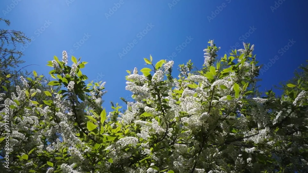 Leaves, flowers and grass moving in bright light Leaves, flowers and grass moving in bright light
