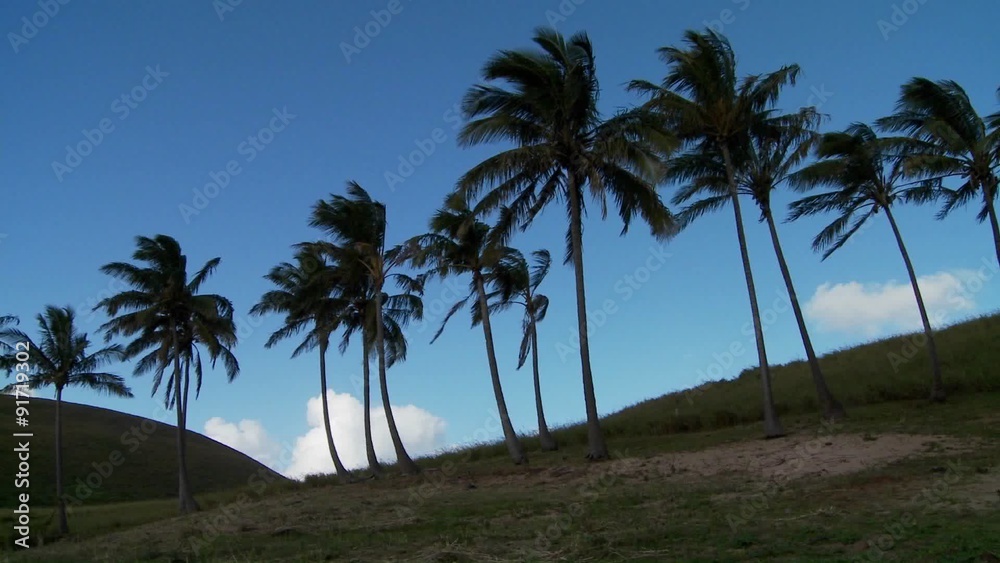 Pan across rows of palms blowing in the wind on a South Sea island. Pan across rows of palms blowing in the wind on a South Sea island.