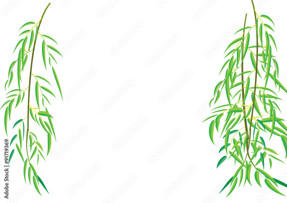 Willow tree branchs Vector illustration
