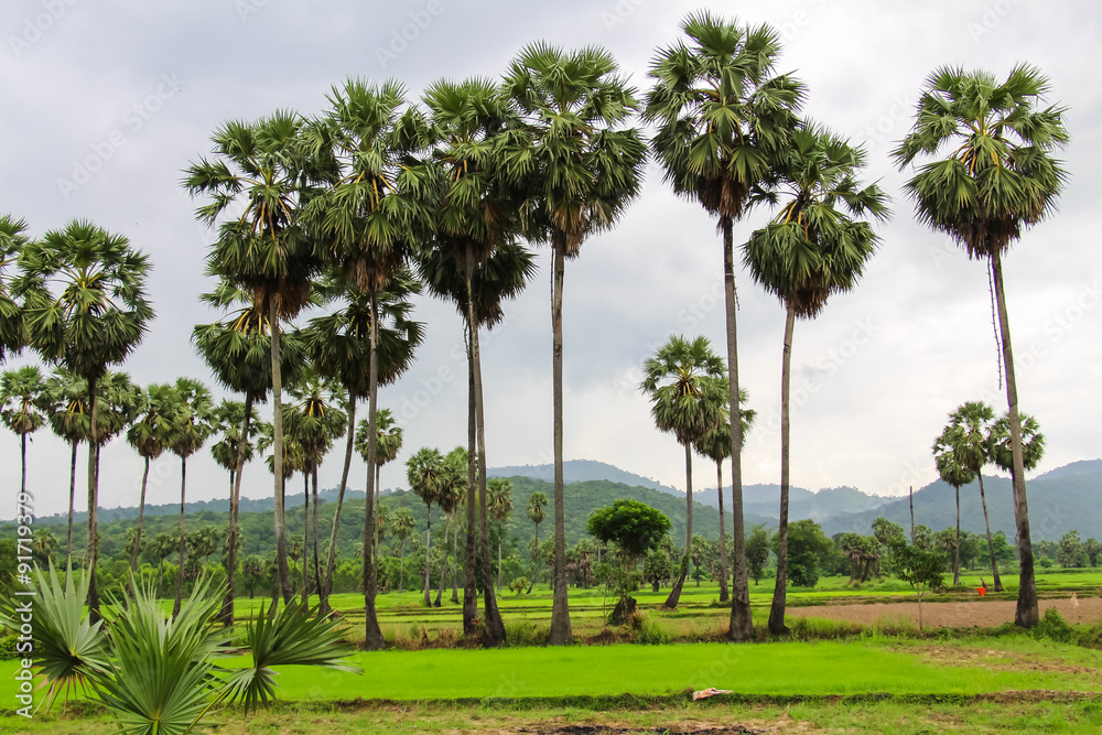Cornfield and Sugar palm at Prachinburi Province,Thailand.