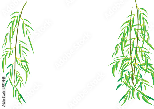 Willow tree branchs Vector illustration