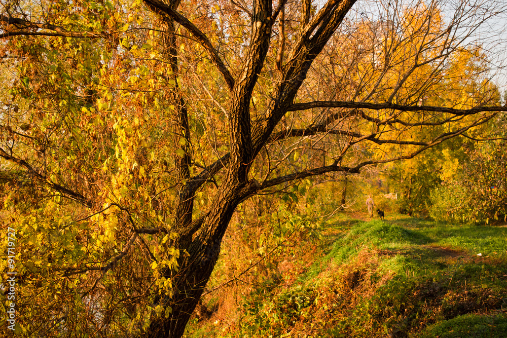 Golden autumn, tree Golden autumn, tree