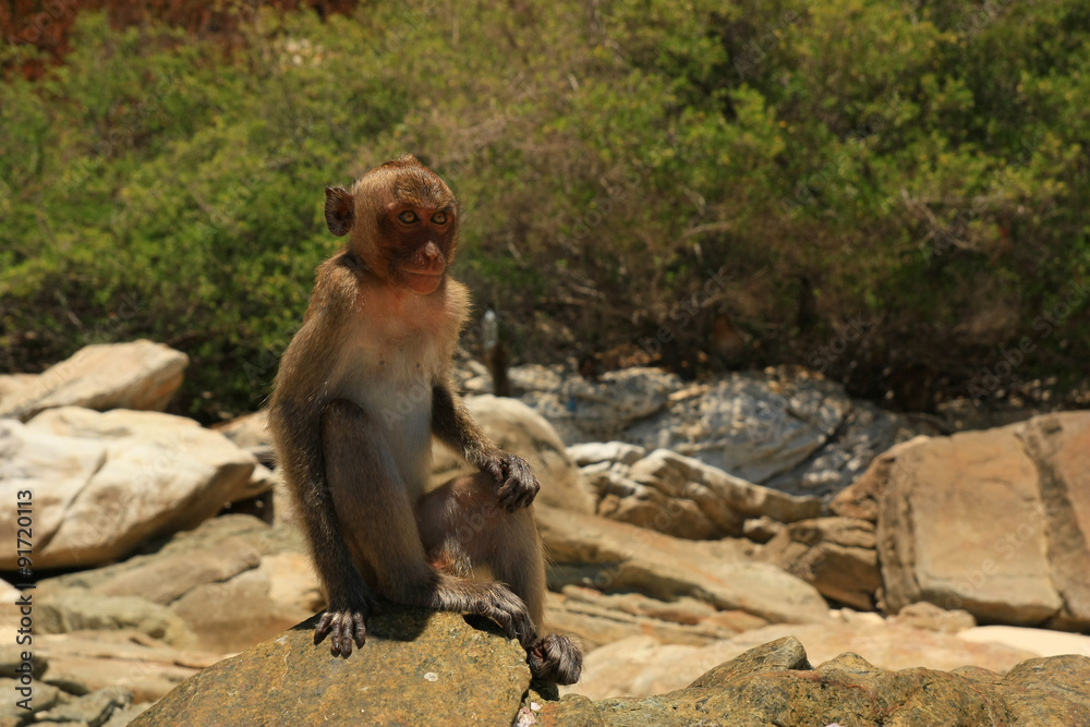 Naklejka premium обезьяна