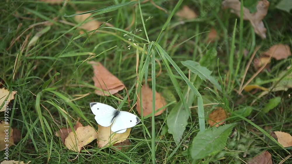 White Butterfly on Green Grass White Butterfly on Green Grass