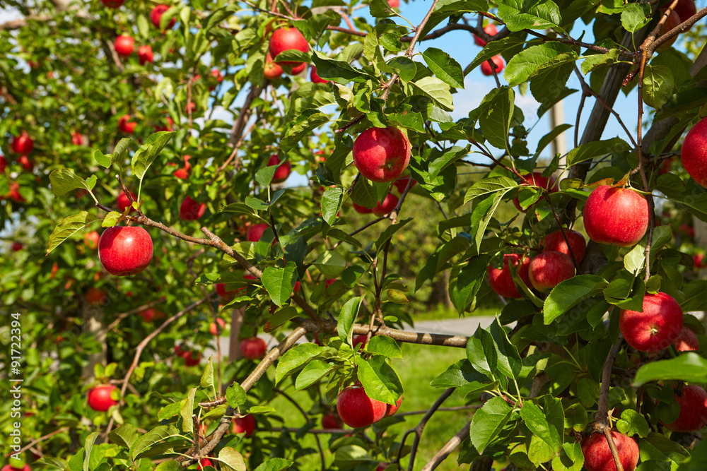 red apples on the trees in the orchard