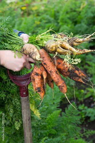 Close up of odd shaped orange and yellow carrots and a fork - la